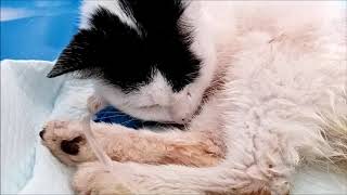 Pyrethrinpyrethroid poisoning in cat [upl. by Anilok757]