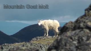 Mountain Goat Molt [upl. by Gahl]