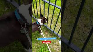 French Bulldog amp Boston Terrier Meet at the Fence [upl. by Amiel859]