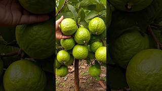 Successfully Growing Guava Trees from Cuttings Tips amp Tricks garden guavacuttings growguavatree [upl. by Deeanne]