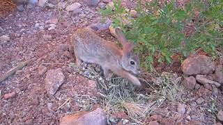 Moving Day  Cottontail Rabbits Leave the Nest [upl. by Roberts643]