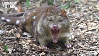 Niquoll the Spottailed Quoll keeps in shape [upl. by Ainafets442]