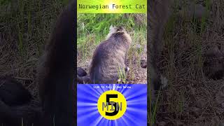 Norwegian Forest Cat  Short [upl. by Ahsaeym641]