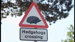 Safety first Designated road signs to protect London hedgehogs UK 15Aug2024 [upl. by Riaj]