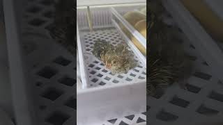 Northern Bobwhite quail hatched last night newaddition northernbobwhitequail bobwhitequail quail [upl. by Eniawed564]