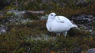 Through the Lens Whitetailed Ptarmigan [upl. by Ahsineb]