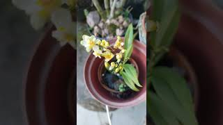 Oncidium Twinkle sporting blooms fragrant orchidmini orchidsgarden plants [upl. by Assirol]