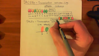 Transcription ActivatorLike Effector Nucleases TALENs [upl. by Clarissa]