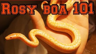 Rosy boas 101 [upl. by Akehsar458]