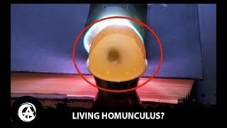 NEW Homunculus Shown Alive Inside the Egg [upl. by Menashem]