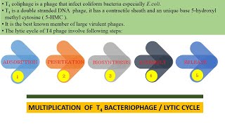 Lytic Cycle of T4 Bacteriophage [upl. by Sueahccaz]