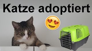 Katze aus Tierheim adoptiert Einzug  Vergesellschaftung [upl. by Yajnas698]