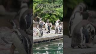 Borås djurpark [upl. by Adham]