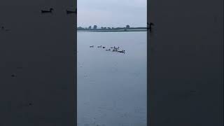 Ducks like ships in the sea  Beauty of Kachikata Khal in rainy season  Chor Pukhoria  Faridpur [upl. by Divadnhoj720]