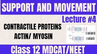 ACTIN AND MYOSIN TROPONINTROPOMYOSIN LECTURE 4  CLASS 12 MDCAT [upl. by Mill]