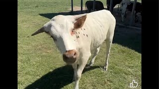 Longhorn Lesters is live at JL Ranch [upl. by Havot]