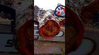 🍪Cutting spalted wood cookies with STIHL MS661🍪 chainsaw cookies satisfying shorts shortsvideo [upl. by Ahsaelat392]