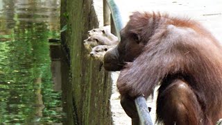 一緒に池を眺めるカワウソとオランウータン Otters and orangutan look at the pond together [upl. by Wengert383]