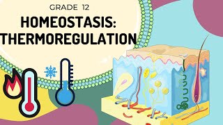 HOMEOSTASIS  Thermoregulation  Easy to Understand [upl. by Korey715]