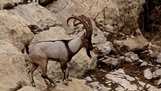 Bezoar goats mating season وەرزی زاوزێی بزنی کێوی  کەڵە هەرز  موسم تزاوج ماعز بری [upl. by Asilam]