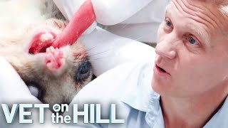 Vet Drains Nasty Abscess in Squirrels Mouth 🤢 Vet on the Hill Clips  Bondi Vet [upl. by Jd833]