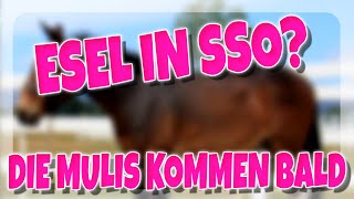 ESEL IN SSO  DIE MULIS KOMMEN BALD 🐴  Star Stable SSO [upl. by Lilahk952]