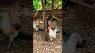 Loud chicken sounds birds birdsounds animalsounds [upl. by Anees922]