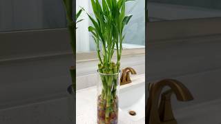 Water propagation lucky Bamboo care homedecor indoorplants happiness showpiece gardening diy [upl. by Larrabee]