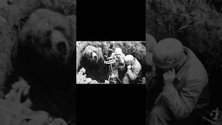 Bear Soldier that fought in WWII history amazingsfacts ww2 animals [upl. by Amrac]