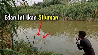 Mancing saat sungai banjir keruh begini ikan siluman sisik putih bermunculan [upl. by Fabiano935]