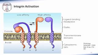 6 WBC Extravasation [upl. by Willdon]