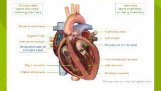 Human Heart [upl. by Kassab]