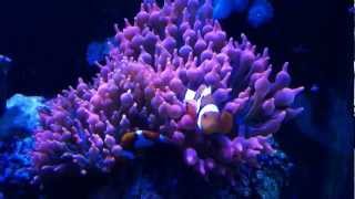 bubble tip anemone host clownfish [upl. by Bela]