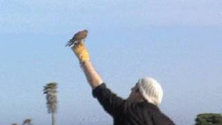 Falconry  From the Fist  Hunting with American Kestrel From the Glove [upl. by Einhorn]