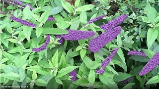 How I Plant Pugster Blue Butterfly Bush Buddleia For a Beautiful and WildlifeFriendly Garden [upl. by Jain]