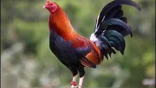 Ano ang magandang patuka para gumanda ang katawan ng manok [upl. by Ahsiadal]