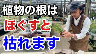 【ちょっと待った】実はその植え付け方間違ってます 【カーメン君】【園芸】【ガーデニング】【初心者】 [upl. by Sallyanne521]