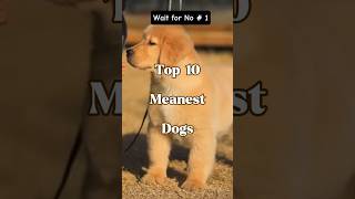 Top 10 meanest dogs top dogs [upl. by Nahtanoj]