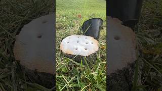 The Easiest Way To Remove a Tree Stump shorts stumpgrinding satisfying [upl. by Mcnalley]