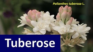 Good Agronomic Practices for growing Tuberose Polianthes tuberosa L [upl. by Dasha]