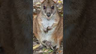 Parma Wallaby  Species Fact Card [upl. by Anerbas841]