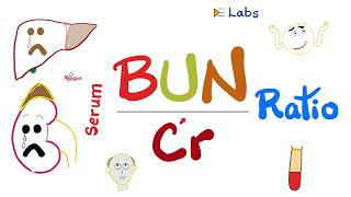 Serum BUNtoCreatinine Ratio BUNCr ratio  Kidney Function Tests  Nephrology Labs [upl. by Sajet]