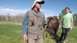 Colorado Springs Broadmoor Falconry Experience 4K [upl. by Ynnavoj55]