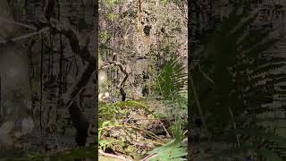 Big Moccasin seen while deer hunting deerhunting floridaswamp floridaoutdoors [upl. by Nahraf416]