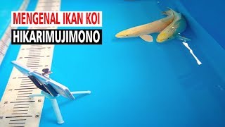 KOI BLITAR  PENGENALAN IKAN KOI JENIS YAMABUKI OGON [upl. by Avilla]