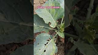 Guess the disease music song bollywood biharagriculture agriculture cauliflower villagelife [upl. by Jael]