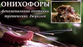 ОНИХОФОРЫ  Феноменальные охотники тропических джунглей [upl. by Rosenkrantz]