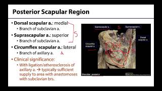 Scapular Arterial Anastomoses  M1 Learning Objectives [upl. by Anglo343]