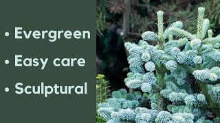 How conifers can transform your garden [upl. by Agneta]