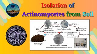 Isolation of Actinomycetes from Soil  Principle amp Procedure  Basic Microbiology Lab Techniques [upl. by Franckot]